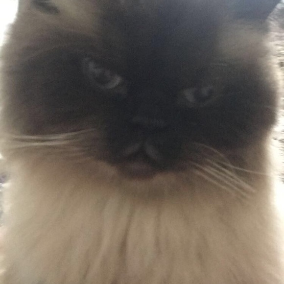 Meet your Posher, Aimmie - Picture 1 of 2